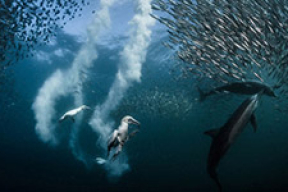 Фото, которое стоит 2,5 тысячи долларов