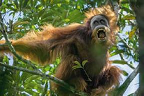 Лучшие фотографии животных в уходящем году