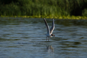 Отдых на Родине. Консультация непрофессионала