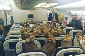 Cаудовский принц взял 80 соколов в салон самолета