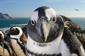 Фото дня. Как любопытный «горячий» пингвин застукал фотографа