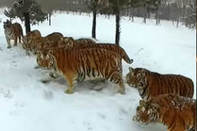 Как растолстевшие амурские тигры охотятся на дроны