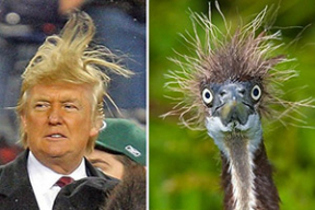 Личный врач Трампа раскрыл секрет его прически