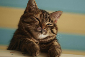 Фотожабы: «Хороший союз и братство интересное»