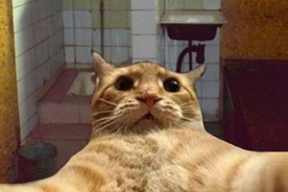 Фотожабы: «Привет! С вами кот Дашкевича, и сегодня мы будем стримить с Окрестина»