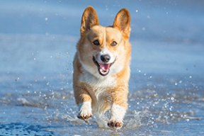 Псы Кремля: почему все помешались на корги