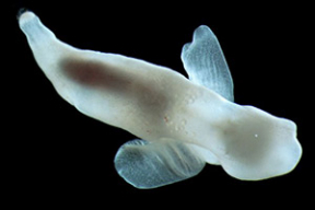 Невзоров рассказал, как оконфузился Путин