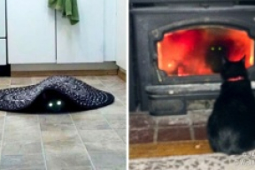 13 котов, которые перешли на сторону зла