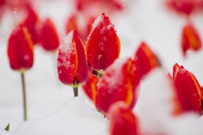 Душераздирающая красота: Тысячи молдавских тюльпанов в снегу