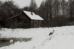 «Не май месяц?» — белорусы выкладывают фото первомайского снега