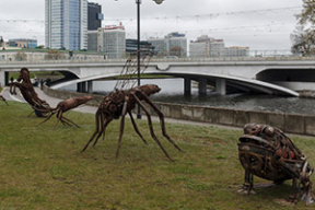 В Минске в Верхнем городе появились огромные насекомые