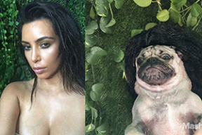 Мопс спародировал сексуальные селфи Ким Кардашьян