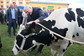 Как корова Лукашенко перечеркнула будущее IT-страны