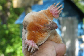 Как выглядит белорусский крот-альбинос. Фотофакт