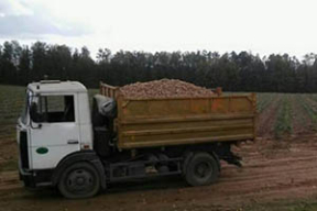 Уволен руководитель хозяйства, где «на картошке» погибла школьница