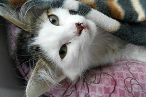 В Новополоцке подросток выбросил с девятого этажа трехмесячного котенка