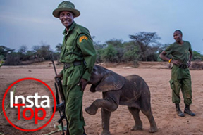 Как рейнджеры спасли 2-недельного слоненка