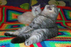 Фотожабы: Когда услышал про зарплату в 1385 рублей