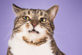 Эй, толстый