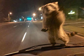 Енот прокатился на полицейской машине