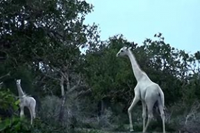 Уникальное видео. Редкие белые жирафы в Кении