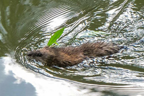 В Слепянке живут ондатры. Фотофакт