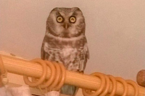 Мохноногий сыч залетел в квартиру в Гомеле