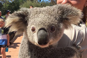 Коала Айрин совершила дерзкий побег из зоопарка в поисках любовных приключений