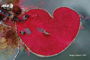 Большое клюквенное сердце «из Беларуси с любовью»