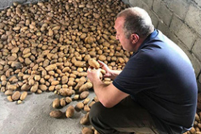 Президент Грузии вырастил белорусскую картошку у себя на даче