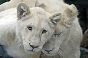 Белые львы, подаренные Николаю Лукашенко, обосновались в минском зоопарке