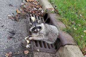 Полиция спасла енота, который застрял «после вчерашнего». Фотофакт