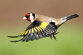 Встречайте птицу 2018 года в Беларуси: черноголовый щегол!