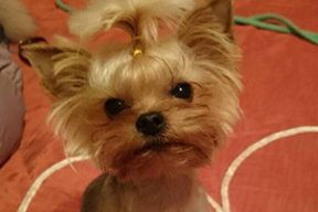 «Цепные псы» апазіцыі