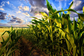 Как кукуруза победила Скорину