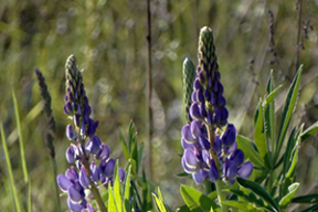 Погода в выходные: преимущественно без осадков, до +26°С