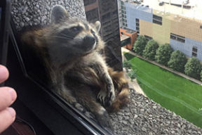 Енот вскарабкался на крышу небоскреба, заставив выдохнуть тысячи людей. Фотофакт