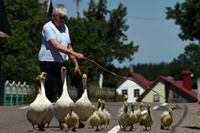 Гусиный променад по-белорусски