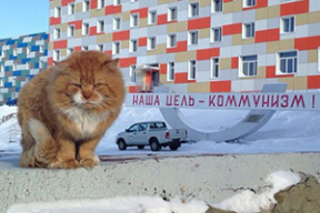 «Рыжая морда»: единственный кот Шпицбергена скрывается под видом песца