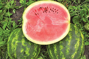 В Брестской области арбузы созрели на месяц раньше обычного. Фотофакт