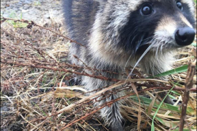 Как в Москве енота спасали, отвлекая дубинкой