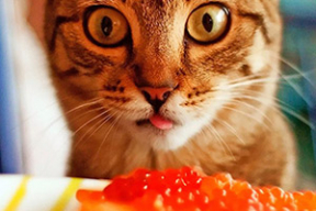 Как купить красную икру и не ошибиться