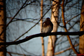 Студзень. Космас
