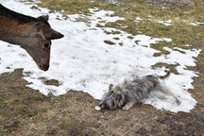 Как олениха обедать к людям ходила