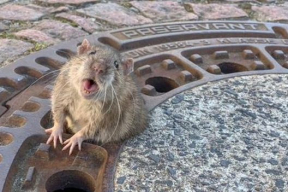 Как пожарные спасали толстую крысу, застрявшую в люке