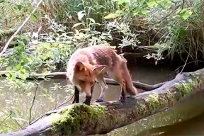 Видео дня. Жизнь одного упавшего дерева в лесу