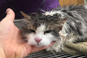 С того света: в США замерзшая под снегом кошка ожила