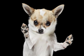 Смешные и величественные звери, снятые из-под стеклянного стола