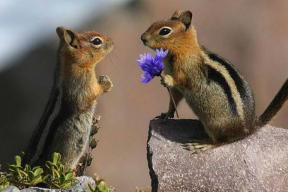 Как занимаются сексом ежи, богомолы и крокодилы