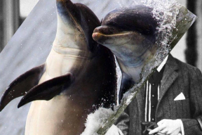 Каждый из нас немного дельфин